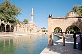 Urfa, Ayn i Zeliha, filled with sacred carps.